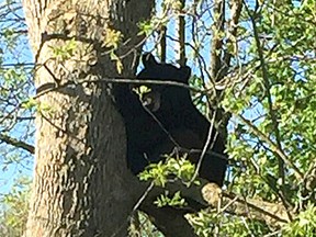 A black bear hangs out in a tree in the backyard of a home on Marilyn Street in Napanee on Saturday. The bear was tranquilized by Ministry of Natural Resources and Forestry officers and safely transferred out of the town. (Photo supplied by Ontario Provincial Police)