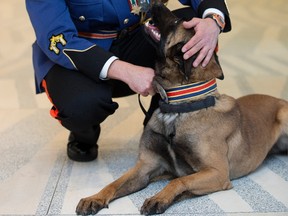 Cst. Tony Costa shares a moment with his partner Police Service Dog Amok following the graduation ceremony for Edmonton Police Service recruit training class No. 133, at City Hall in Edmonton Alta. on Friday Jan. 29, 2016. Amok was one of three police service dogs to graduate with the recruit class.  Photo by David Bloom