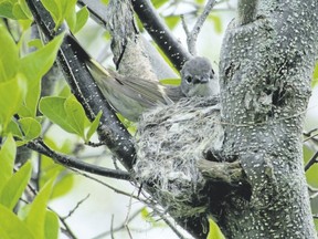 American redstarts are nesting in Point Pelee National Park and across Southwestern Ontario. This female redstart builds a nest last weekend. The female builds the nest at one of the locations proposed by the male. (photo by PAUL NICHOLSON/SPECIAL TO POSTMEDIA NEWS)