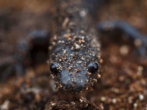 A Jefferson dependant unisexual salamander, an endangered species, is shown outside the property line at Meridian Brick in Burlington, Ont., April 12, 2017. THE CANADIAN PRESS/HO-Tyandaga Environmental Coalition