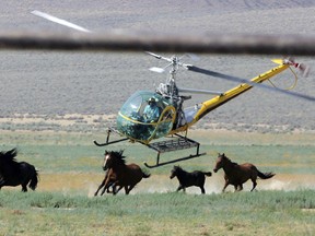 In this July 13, 2008 file photo a livestock helicopter pilot rounds up wild horses from the Fox & Lake Herd Management Area from the range in Washoe County, Nev., near the town on Empire, Nev. (AP Photo/Brad Horn, File)