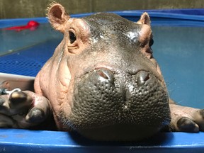In this April 12, 2017, file photo provided by the Cincinnati Zoo & Botanical Gardens, Fiona, a prematurely born hippopotamus, swims in her quarantine enclosure at the Cincinnati Zoo & Botanical Gardens in Cincinnati. (Courtesy Cincinnati Zoo & Botanical Gardens via AP)