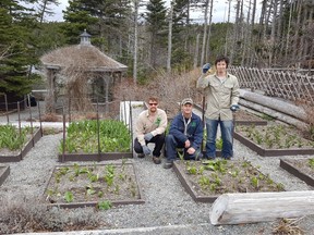 Stephen Trickett, Chris Langmead and Jack Bishop pose with tulip stalks in this recent handout photo. In a collision of Canadian icons, a hungry moose destroyed a Maple Leaf tulip display planted to mark Canada 150 celebrations in St. John's. The intruder left tell-tale footprints as it laid waste to hundreds of sprouting plants at the Memorial University of Newfoundland Botanical Garden. THE CANADIAN PRESS/HO - Memorial University of Newfoundland Botanical Garden