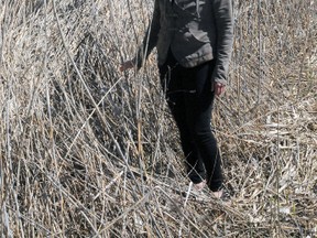 Leslie Wood stands in phragmites in North Augusta. (Wayne Lowrie/Postmedia Network)