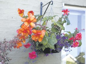 Planters and hanging plants will flourish when a few simple rules are followed including proper drainage and placement to accommodate individual sunshine needs.