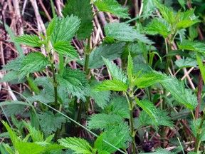 Stinging nettles is a weed that stings on contact but also makes a lovely tea and tasty, vitamin-packed cooked greens. (Lee Reich/via AP)