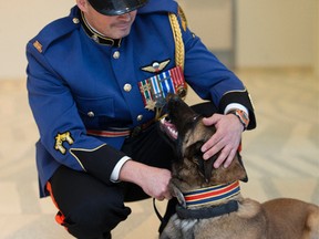 Cst. Tony Costa shares a moment with his partner Police Service Dog Amok following the graduation ceremony for Edmonton Police Service recruit training class No. 133, at City Hall in Edmonton Alta. on Friday Jan. 29, 2016. Amok was one of three police service dogs to graduate with the recruit class.