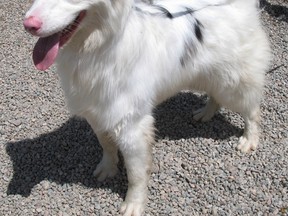 Surdy, a two-year-old Australian shepherd, is one of the new purebred arrivals at All Heart Pet Rescue. The shelter urgently needs to adopt out the more than 30 dogs currently in its care.
Supplied Photo