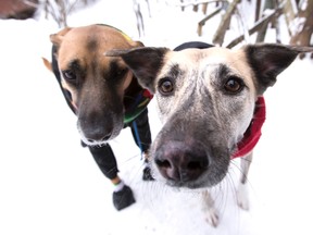 These two dogs are dressed warmly for a winter walk, but many Sudbury residents are outraged that other dog owners leave their pets outside without appropriate shelter or care. (Ian Kucerak/Postmedia Network)