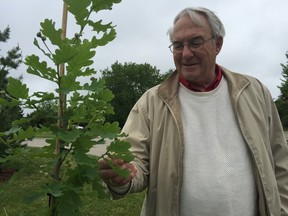 War memorial committee chair Herb Warren takes a look at the new growth an English oak sapling whose history is more than a century in the making. The tree is a descendant of an acorn collected from the Vimy Ridge battlefield by a Canadian soldier. The Vimy oak is one of two that will be planted in the city this year. (Jennifer Bieman/Times-Journal)