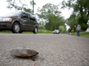 The $2.7 million Long Point Causeway Improvement Project has been deemed a success. Details of the project received international attention Friday with the release of an in-depth scientific article in the Wildlife Society Bulletin.
Contributed Photo