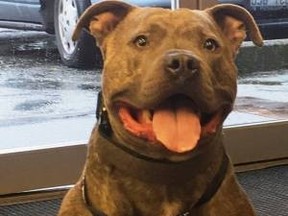 The Tukwila Police Department rescued Apollo from death row near Seattle, WA, and after some training the pit bull is now one of their top dogs. (Facebook photo)