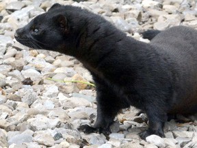 This mink was one of about 1,500 released from a farm near St. Marys in May 2015. (File Photo)