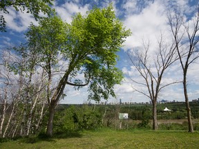 Two dead Elm trees (right) stand beside a live Elm tree near Valleyview Drive and 91 Avenue, in Edmonton Friday May 26, 2017.