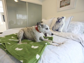 Victory, a seven-year-old male Whippet, lounges on a bed in TorontoÕs first DogBnB, The Earth Rated DogBnB, on Airbnb opened this week at the Luxury of the Thompson Hotel residences showing off the best in K9 style just as WoofStock is set for Woodbine Park this Saturday and Sunday on Thursday May 25, 2017. (Jack Boland/Toronto Sun)