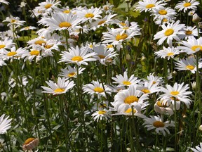 Most varieties of Shasta Daisies bloom from June to September. Think about that. Lots of annual flowers don't bloom that long: nasturtiums, lobelia and calendula have much shorter bloom cycles.