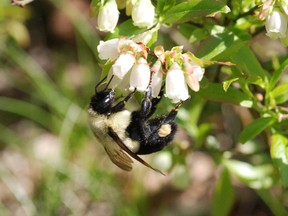 A bumblebee pollinates a flower on a blueberry shrub near Laurentian University. Many blooms can be seen on the bushes this year, which bodes well for a good berry season. (Joe Shorthouse/For The Sudbury Star)