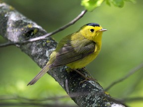 Spring migration is hitting its peak and the West Perth wetlands in Mitchell’s south end is a real hot spot to see migrant birds such as this insect-catching, black capped male Wilson's warbler. KATY KOLKMAN PHOTO