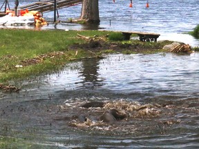 Common carp are taking advantage of high water levels in the Bay of Quinte and surrounding waterways to move inland into shallow waters of people’s yards for spawning. (BRUCE BELL/Postmedia Network)