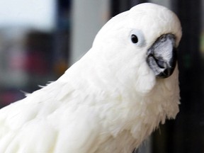 A cockatoo worth $1,800 was stolen from a pet store in Mineola, N.Y., over the weekend. (Derek Ruttan/Postmedia Network/Files)