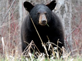 A wounded black bear attacked and injured an Idaho hunter before the animal was killed. (Thomas Perry/Postmedia Network/Files)