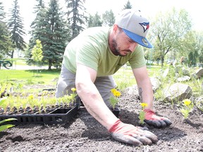 Jesse Becker, a park attendant with the City of Greater Sudbury, plants flowers at Bell Park in Sudbury, Ont. on Monday, May 29, 2017. Crews were out in full force filling the flower beds with plants. The forecast for Tuesday calls for a high of 15 degrees C with a chance of showers. Gino Donato/Sudbury Star/Postmedia Network