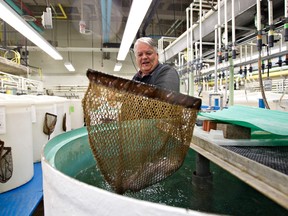 Distinguished professor at the University of Alberta Mike Belosevic nets a rainbow trout from a holding tank in the aquatic research area at the University of Alberta May 22, 2012. Belosevic is studying the safe reuse of water, using fish to assess the removal of chemical contaminants. (Jason Franson Edmonton Journal.)