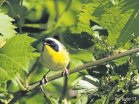 The common yellowthroat is a well-named warbler that brightens a summer hike with its plumage and song. Both the male and female have bright yellow throats but only the male yellowthroat has the Lone Ranger-type mask. You will find these birds by wetlands. (DON TAYLOR/SPECIAL TO POSTMEDIA NEWS)