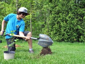 Jeanne Sauvé French immersion public school student Gabriel Gualdron works on planting a tree in West Lions Park. Local students planted over 220 trees in the park May 24, 2017, the beginning of a busy planting season for ReForest London. CHRIS MONTANINI\LONDONER\POSTMEDIA NETWORK