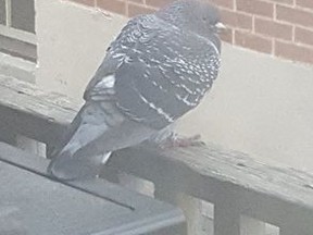 The racing pigeon pictured here in Seaforth last week warms up next to the BBQ after a long day of rain. The next day the curious bird died. (Submitted photo)