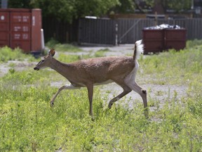 A family of deer was trapped on a fenced-off property in Scarborough awaiting rescue on Thursday, June 1, 2017. One of the deer was struck by a vehicle on Tuesday and camped down on this property behind a strip mall in the Eglinton Ave. and Kennedy Rd. area of Scarborough. (STAN BEHAL/TORONTO SUN)