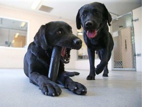 Chai (left) enjoys her toy while Whoopie is a happy dog at the Canadian Guide Dogs centre in Ottawa.