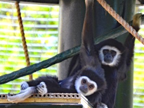 Assiniboine Park Zoo in Winnipeg officially opened its new exhibit for white-handed gibbons on Friday, June 2, 2017. Handout/Assiniboine Park Zoo