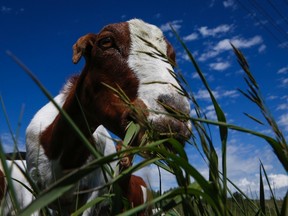 A herd of goats munch on grass and weeds at Confluence Park in Calgary, Alta., Tuesday, June 21, 2016, as part of a pilot project to help control invasive weeds.THE CANADIAN PRESS/Jeff McIntosh