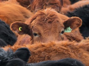 Cattle mill along a fence line west of Stavely  Alberta, on March 7, 2011. MIKE DREW/CALGARY SUN/