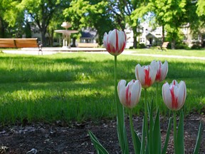 Red and white Canada 150 tulips are blooming in 73 flower beds in communities across Edmonton. Supplied, City of Edmonton