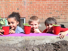 Aniyah Byard, 6, left, David Jeanveau, 7, and Marshall Paul, 6, take part in the Louis Street Association annual community gardening in Sudbury, Ont. on Saturday June 3, 2017. The gardening event was made possible thanks to the Healthy Kids Community Challenge, which is a partnership between the Sudbury and District Health Unit, City of Greater Sudbury and Foodshed. John Lappa/Sudbury Star/Postmedia Network