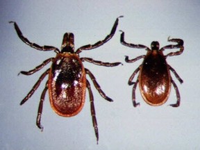 Dr. Kathleen Day Dunbar from the Seaforth Animal Hospital said it has been confirmed that deer ticks are in Huron County; such bugs are known to carry Lyme disease. (Postmedia file photo)