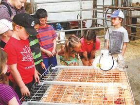 Grade 1 and 2 students from Calgary’s Eric Harvie School learned where their food comes from. In this photo, student see a bunch of one week old chicks.