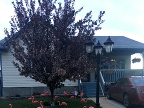 Plastic flamingos stand outside a local home as part of a fundraiser for the Yubetsu – Whitecourt Exchange program (Jeremy Appel | Whitecourt Star).