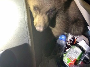 This June 2, 2017, photo provided by the Woodland Park Police Department shows a bear cub that was found trapped in the rear seat floor of a car in Woodland Park, Colo. (Woodland Park Police Department via AP)