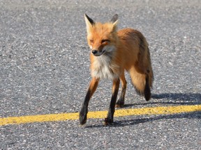 A red fox scampers along Highway 637 near Killarney. The cunning (and often very bold) creatures are often spied along this stretch of road. (Jim Moodie/Sudbury Star)
