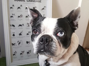 This April 2017 photo shows 12-year-old Boston terrier Boogie, owned by Los Angeles based artist Lili Chin. In the background is Chin's drawings of Boogie for a poster for her business Doggie Drawings, which specializes in custom pet portraits, dog art and infographics on dog behavior and training. (Lili Chin via AP)