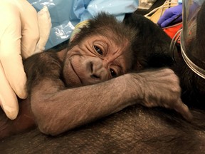 A newly born western lowland gorilla resting on its mother Kira in Philadelphia. (Philadelphia Zoo via AP)