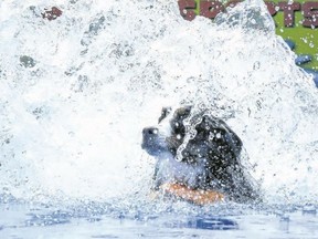 Tim Miller/The Intelligencer
A Burmese mountain dog makes a big splash at a Canine Watersports Canada competition at the Strut for Strays annual walkathon and pet festival on Saturday in Belleville. The event, put on by Fixed Fur Life, raised $59,000.