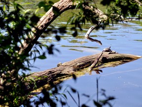 A painted turtle on a log at the Dorchester Mill Pond, where community groups and the Municipality of Thames Centre are currently overseeing improvements. CHRIS MONTANINI\LONDONER\POSTMEDIA NETWORK