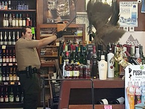 In this Monday, June 5, 2017 image made from cellphone video provided by Rani Ghanem, bottles tumble as an animal control officer attempts to net a female peacock that wound up inside the Royal Oaks Liquor Store in Arcadia, Calif. (Rani Ghanem via AP)