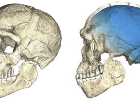 The undated artist rendering provided by the Max Planck Institute for Evolutionary Anthropology shows two views of a composite reconstruction of the earliest known Homo sapiens fossils from Jebel Irhoud (Morocco) based on micro computed tomographic scans of multiple original fossils. (Philipp Gunz/Max Planck Institute for Evolutionary Anthropology via AP)