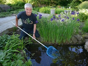 Jeremy McNeil, a Western University professor, checks for mosquito larvae Wednesday in a backyard pond at his west London home. (MORRIS LAMONT, The London Free Press)