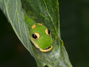 Not common in much of Southwestern Ontario, a Spicebush Swallowtail butterfly caterpillar is found in nature areas such as Skunk?s Misery outside London. (Jay Cossey/Special to The Free Press)